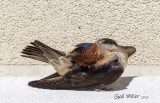Cliff Swallow