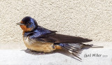 Barn Swallow