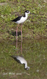Black-necked Stilt