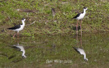 Black-necked Stilt