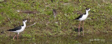 Black-necked Stilt