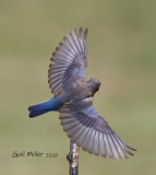 Eastern Bluebird, female.
