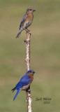 Eastern Bluebirds