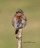 Eastern Bluebird, female.