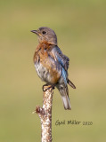 Eastern Bluebird, female.
