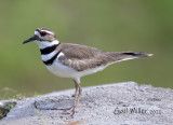 Killdeer
