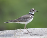 Killdeer