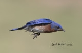 Eastern Bluebird, male.