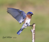 Eastern Bluebird, male.