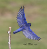 Eastern Bluebird, male.