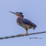 Green Heron