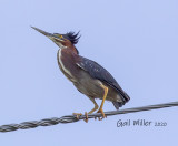 Green Heron