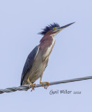 Green Heron