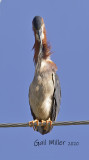 Green Heron