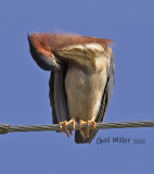 Green Heron