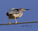 Green Heron