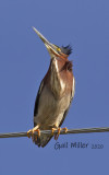 Green Heron