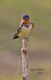 Barn Swallow