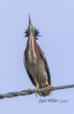 Green Heron