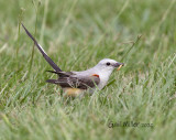 Scissor-tailed Flycatcher, female.