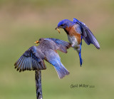 Eastern Bluebirds