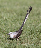 Scissor-tailed Flycatcher, male.