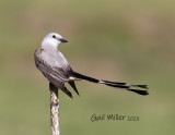 Scissor-tailed Flycatcher, male.