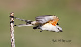 Scissor-tailed Flycatcher, female.