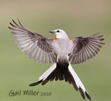 Scissor-tailed Flycatcher, female.