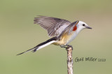 Scissor-tailed Flycatcher, female.