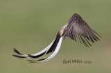 Scissor-tailed Flycatcher, male.