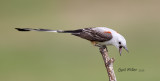 Scissor-tailed Flycatcher, male.