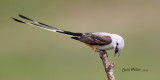 Scissor-tailed Flycatcher, male.