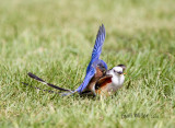 The bluebirds can be bossy!! Eastern Bluebird, male and Scissor-tailed Flycatcher, male.