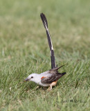 Scissor-tailed Flycatcher, male.