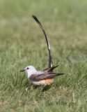 Scissor-tailed Flycatcher, male.
