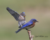 Eastern Bluebird male and baby.