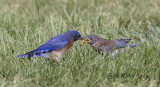 Eastern Bluebird male and baby.