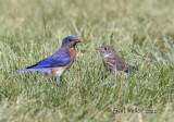 Eastern Bluebird male and baby.