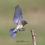 Eastern Bluebird male.