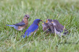 Eastern Bluebirds