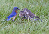 Eastern Bluebirds
