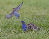 Eastern Bluebirds