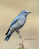 Mountain Bluebird Conifer, Colorado