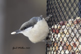 Pygmy Nuthatch