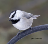 Mountain Chickadee