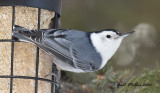 White-breasted Nuthatch