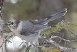 Canada Jay
Formerly Gray Jay