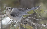 Canada Jay
Formerly Gray Jay