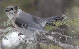 Canada Jay
Formerly Gray Jay